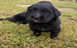Mixed Breed dogs for sale: Bernese X Golden Retriever Puppies - Image 17