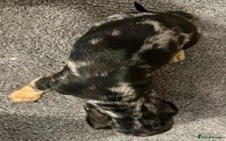 Miniature Dachshund dogs for sale: Friendly silver dapples mini dachschunds pups - Image 6