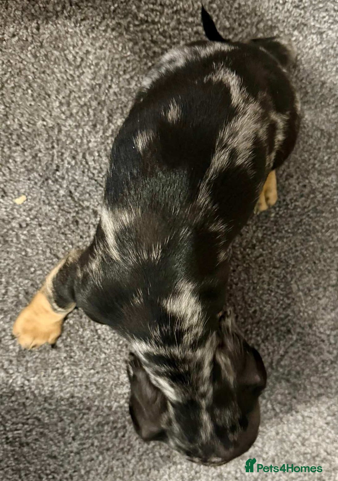 Miniature Dachshund dogs for sale: Friendly silver dapples mini dachschunds pups - Image 6