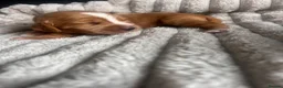 Cocker Spaniel dogs for sale: Beautiful cocker spaniel puppies - Advert 15