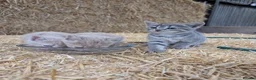 Mixed Breed cats for sale: 2 male farm kittens  in Stranraer - Advert 8