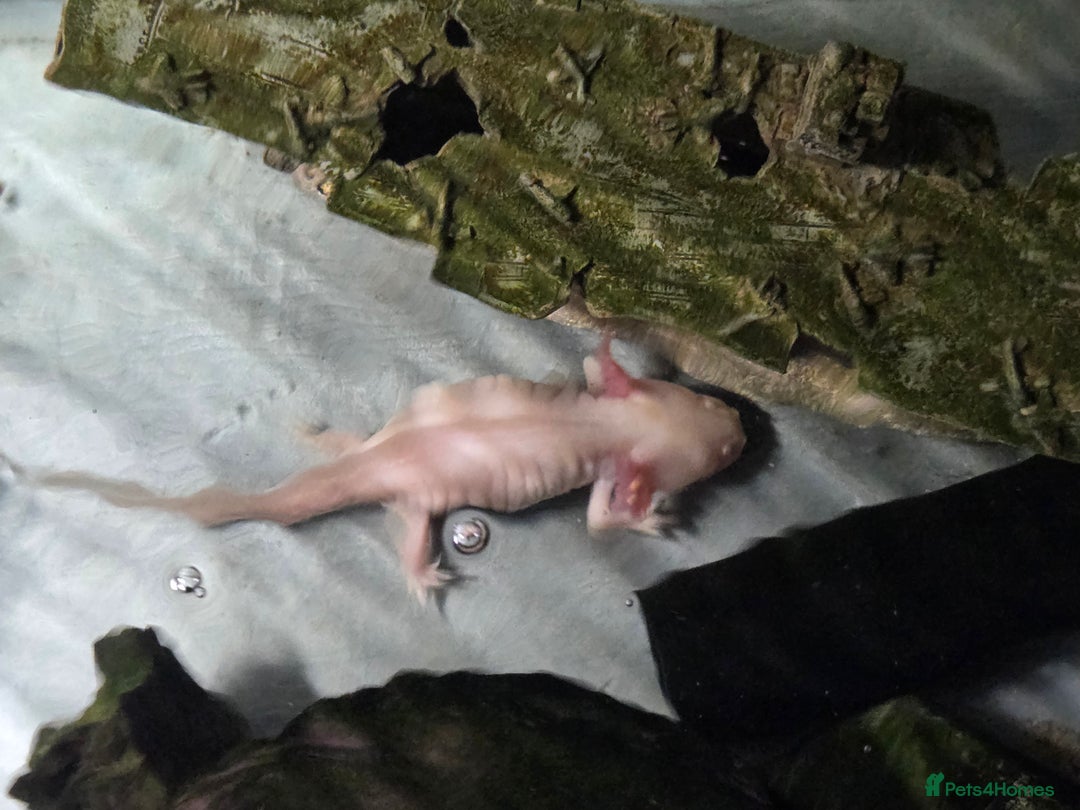 Axolotl reptiles for sale: Breeding pair of axolotls - Advert 2