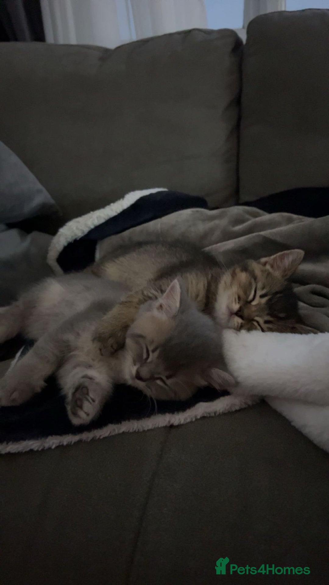 British Shorthair cats for sale: 4 British shorthair kittens available  - Advert 11