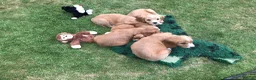 Mixed Breed dogs for sale: DAKOTA RETRIEVER CROSS COCKERLIER PUPPIES - Advert 13