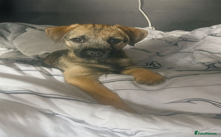 Border Terrier dogs - Advert 1