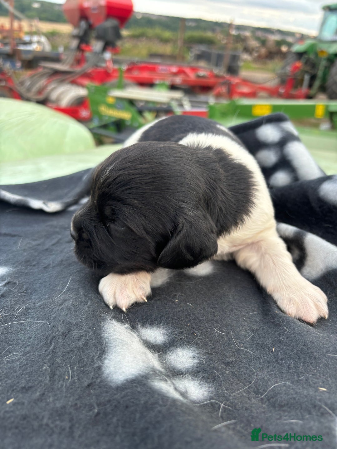 English Springer Spaniel dogs for sale: Gorgeous marked English Springer Spaniel pups  - Image 34