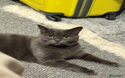 British Shorthair cats for sale: British Shorthair Female - Image 3