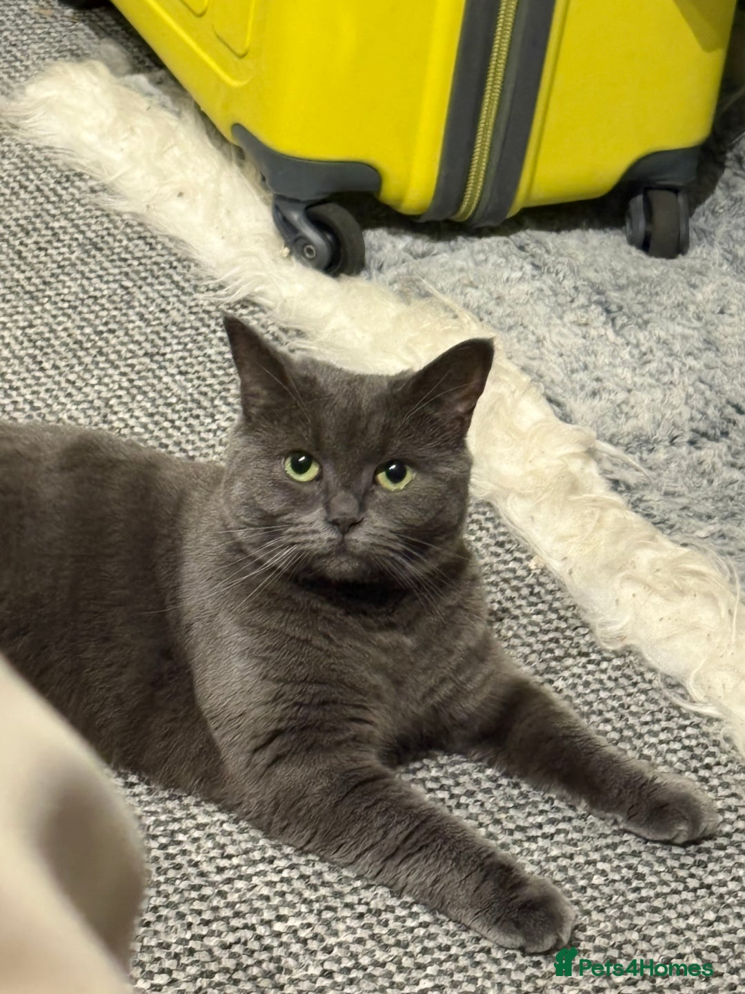 British Shorthair cats for sale: British Shorthair Female - Image 3