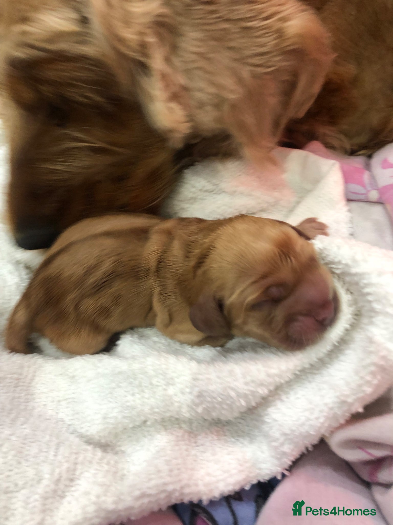 Cocker Spaniel dogs KC Registered Golden show cocker spaniel - Advert 2