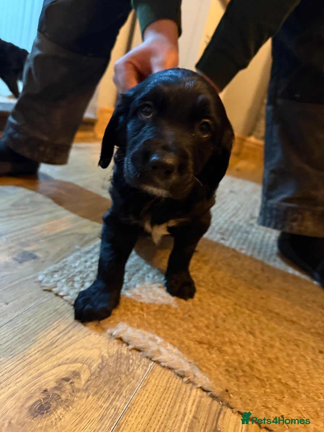 Mixed Breed dogs for sale: Golden Retriever cross Sprollies - Advert 9