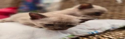 Burmese cats for sale: Outstanding Pedigree Burmese Kittens,Vet checked - Advert 18