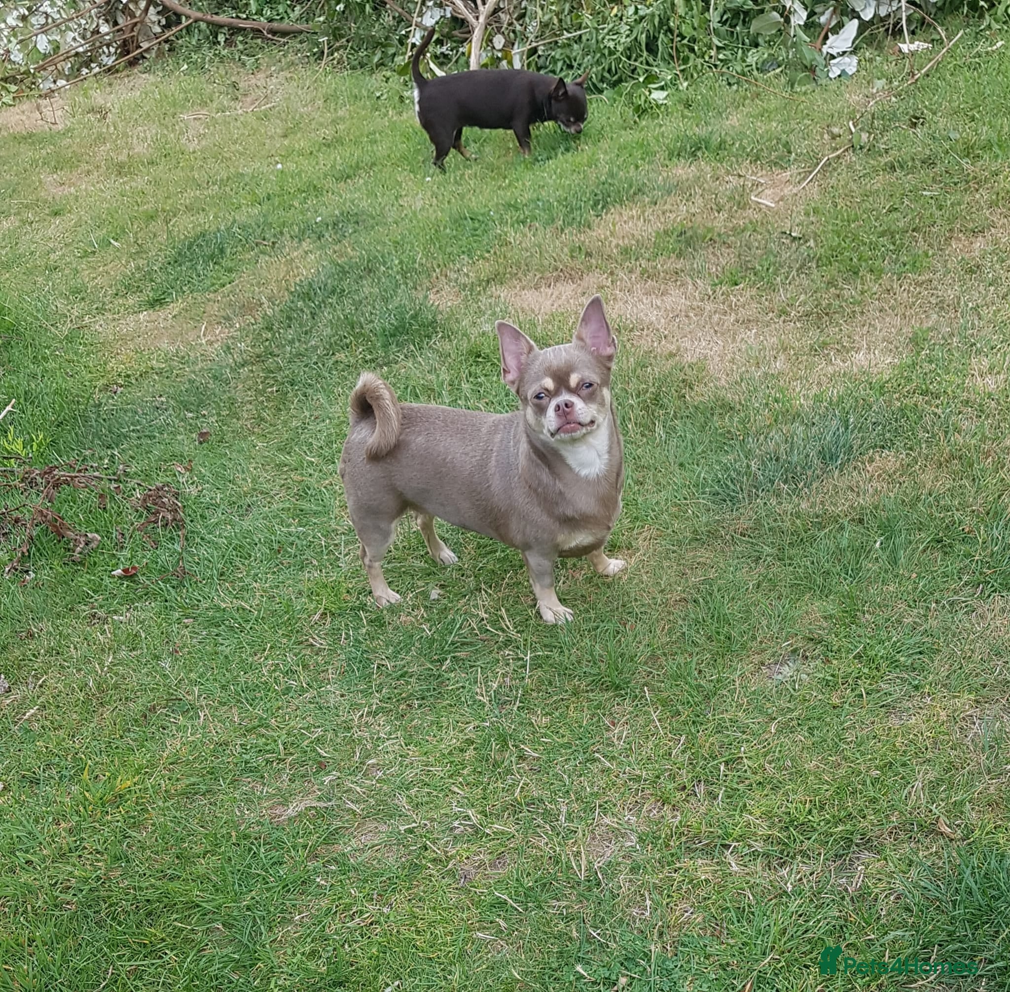 Chihuahua dogs Smooth coat chihuahua ready now £300 - Advert 1