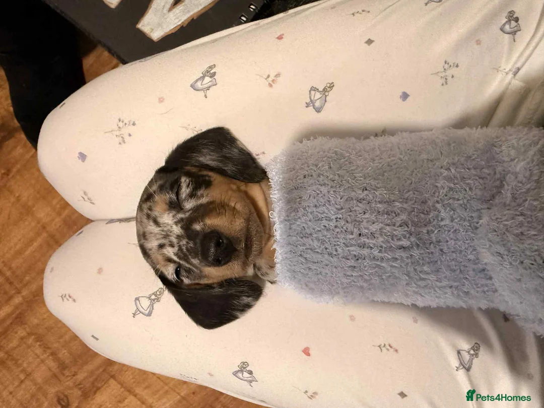 Dachshund dogs for sale: For sale miniature dachshund puppies  - Advert 3