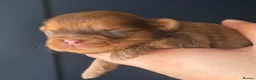 Shih Tzu dogs for stud: Stunning Lavender Dobie Shih Tzu - Advert 7