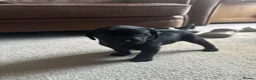 Labrador Retriever dogs for sale: *READY 30/7/26, KC Reg Black Labrador Puppies* - Advert 27