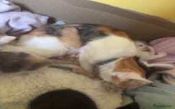 Siamese cats for sale: 2 x white female kitten  - Image 11