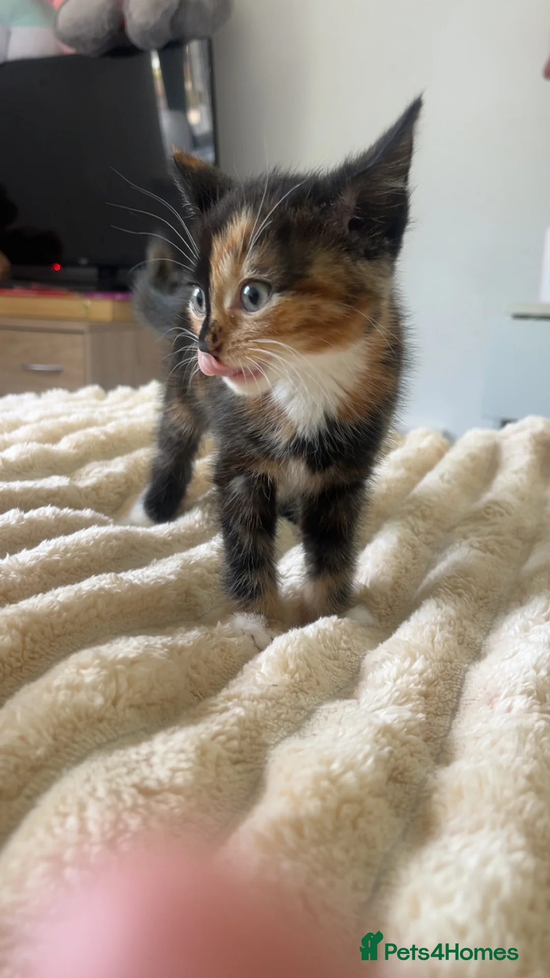 Mixed Breed cats for sale: Find them a loving forever home  - Advert 2