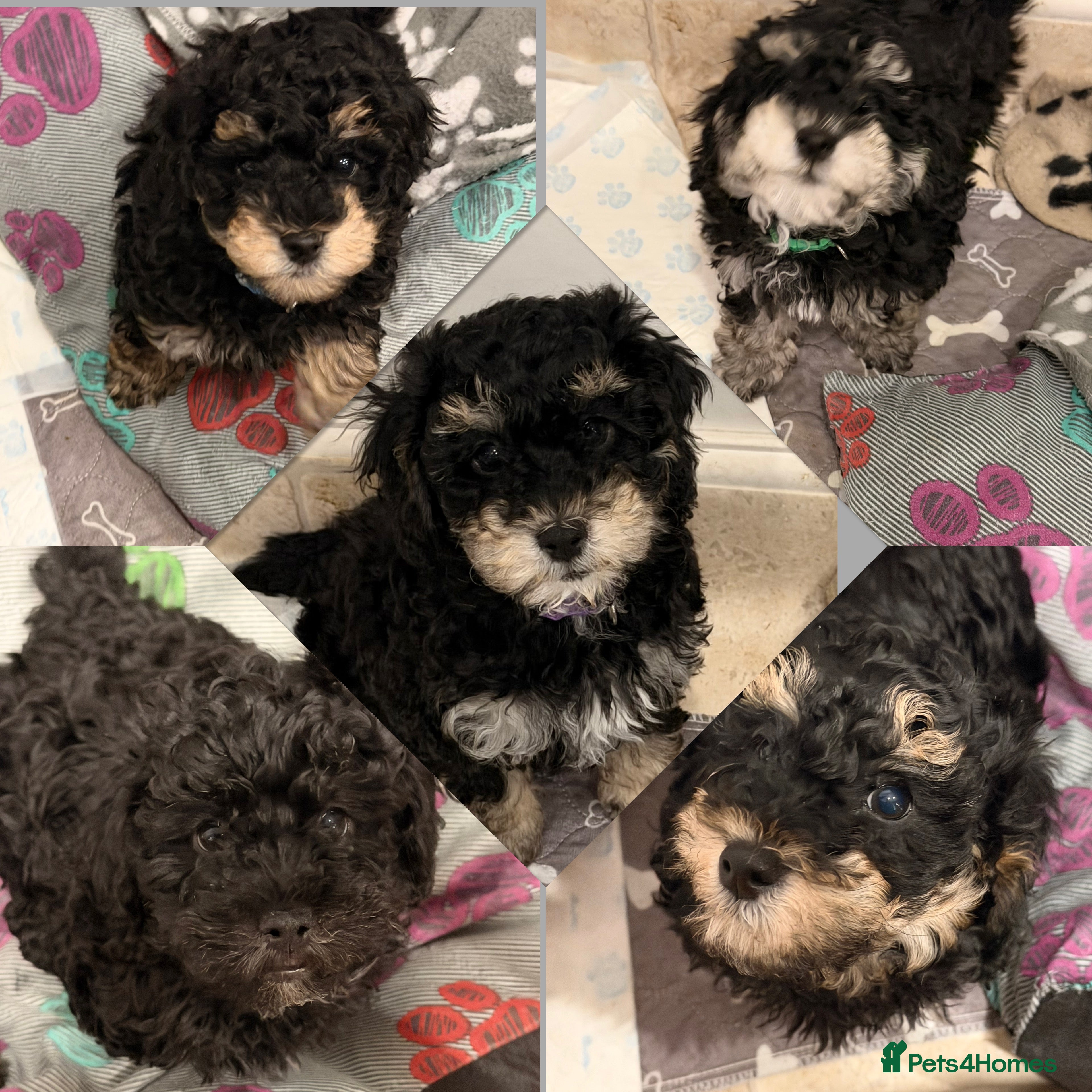 Poochon dogs Gorgeous Poochon puppies 2 girls 3 boys - Advert 4