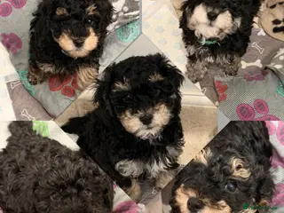Poochon dogs Gorgeous Poochon puppies 2 girls 3 boys - Advert 4