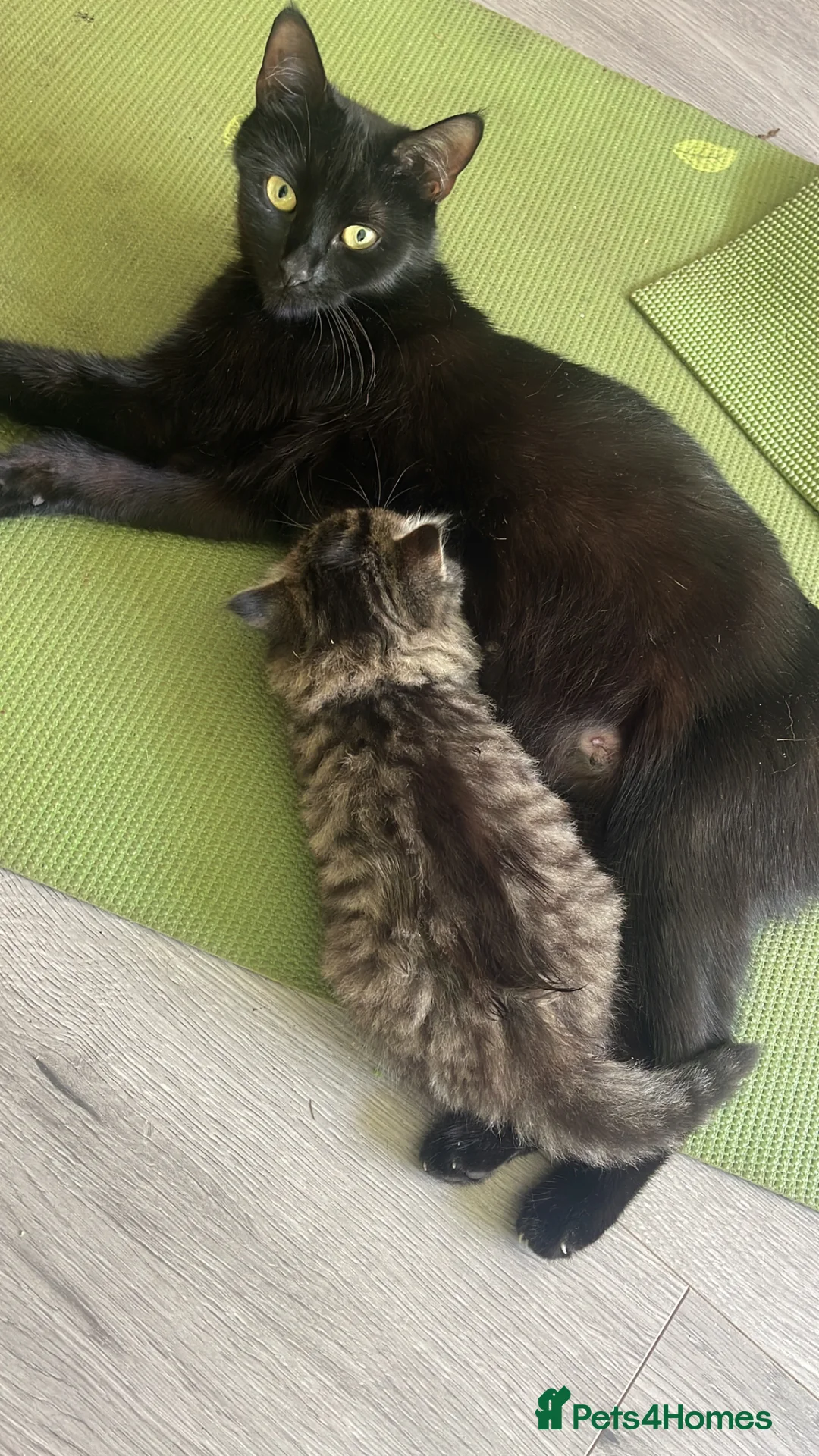 Mixed Breed cats for sale: Beautiful natured kitties-2 B&W, 1 Tabby in Reigate - Advert 9