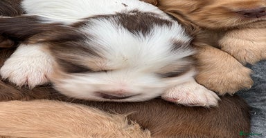 Cocker Spaniel dogs - Advert 7
