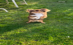 Chihuahua dogs for sale: Beautiful female available  - Image 2