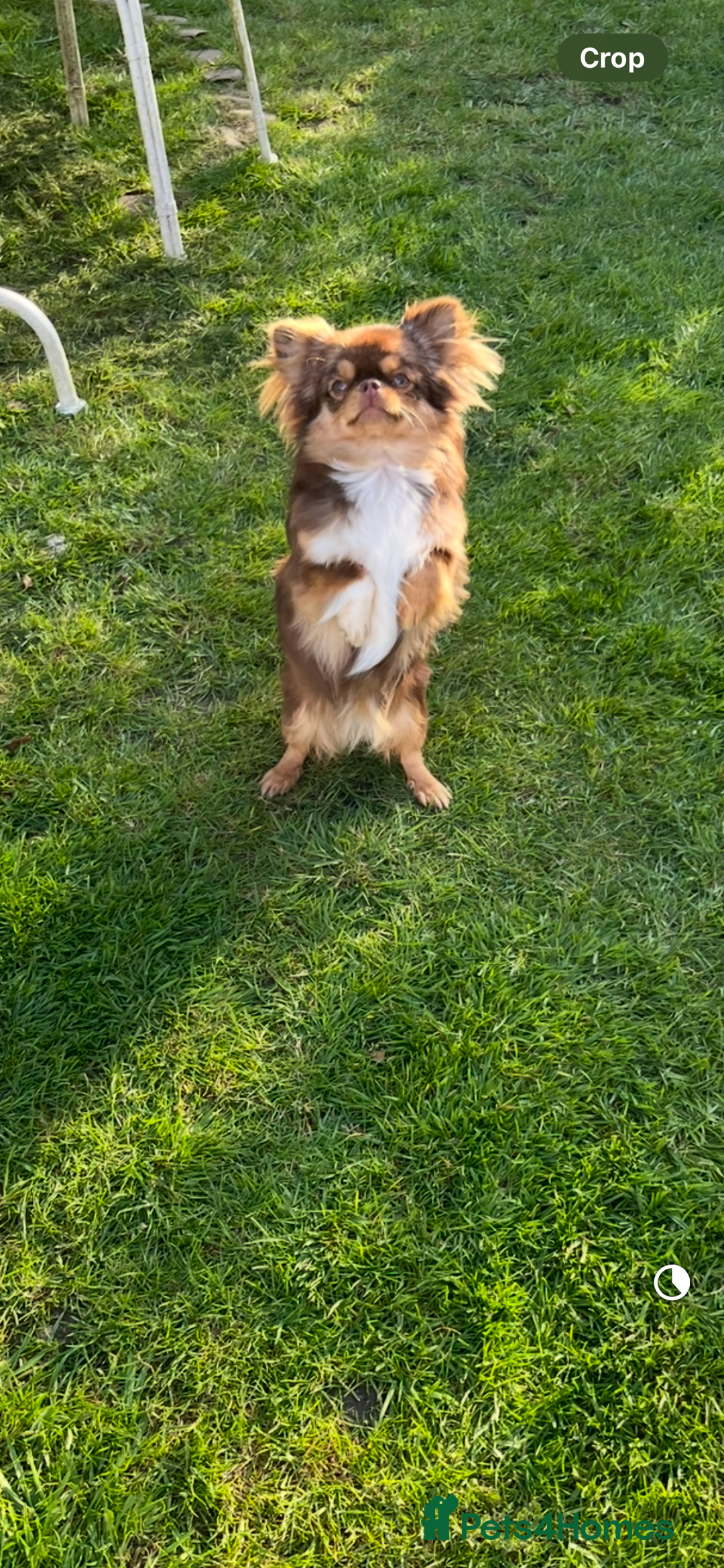 Chihuahua dogs for sale: Beautiful female available  - Image 2