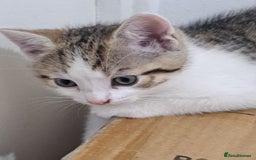 Bengal cats for sale: 3 Beautiful Kittens - Image 2