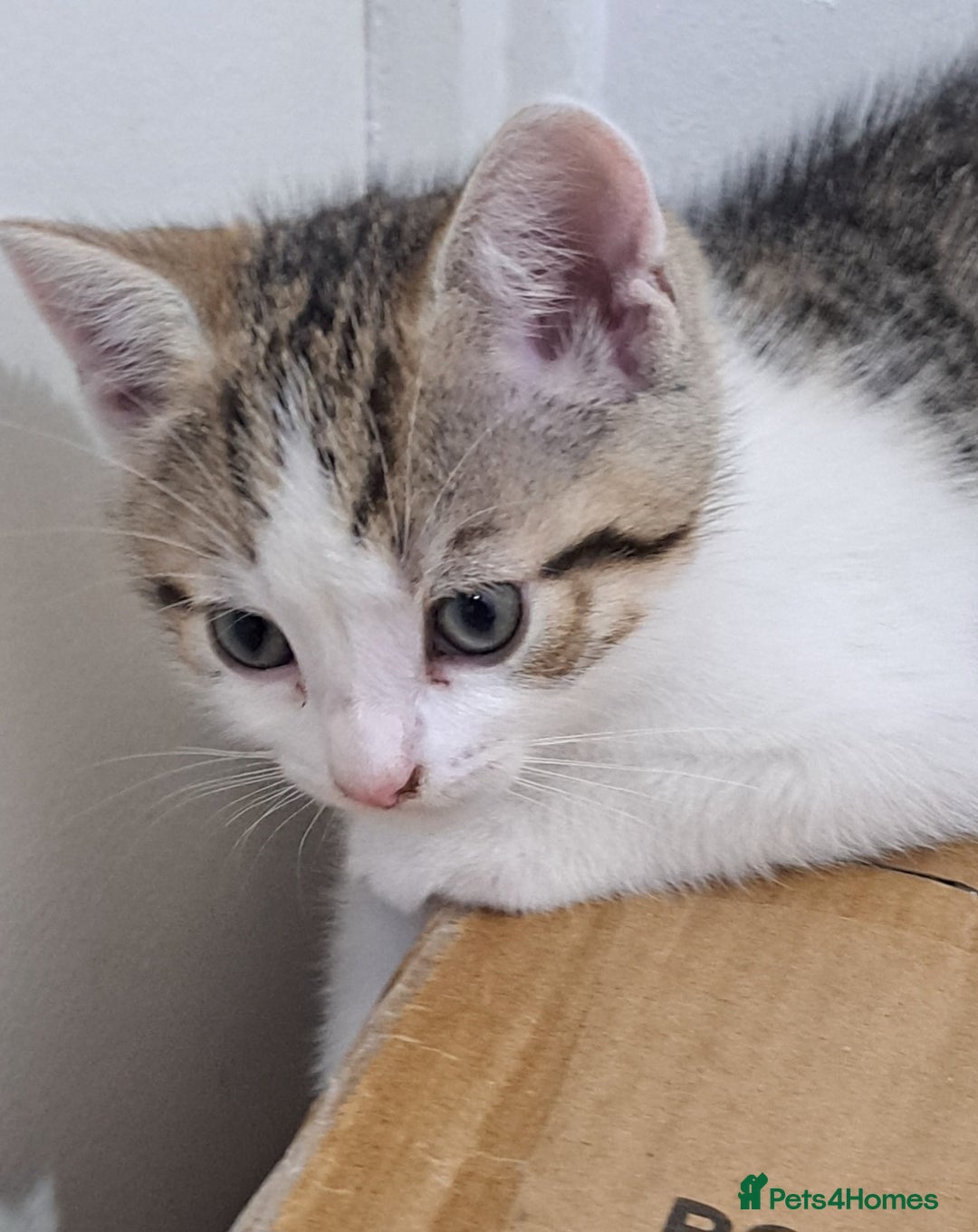 Bengal cats for sale: 3 Beautiful Kittens - Image 2