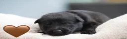 German Shepherd dogs for sale: Health tested Czech German shepherd puppies - Advert 5