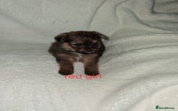 Mixed Breed dogs for sale: Yorkshire Terrier x Pomeranian Puppys - Advert 14