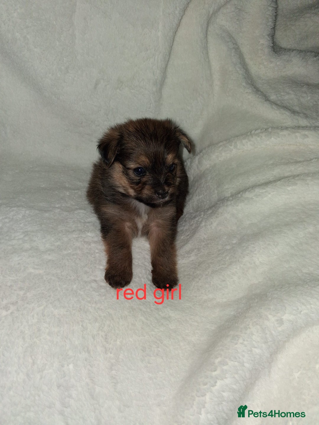 Mixed Breed dogs for sale: Yorkshire Terrier x Pomeranian Puppys - Advert 14