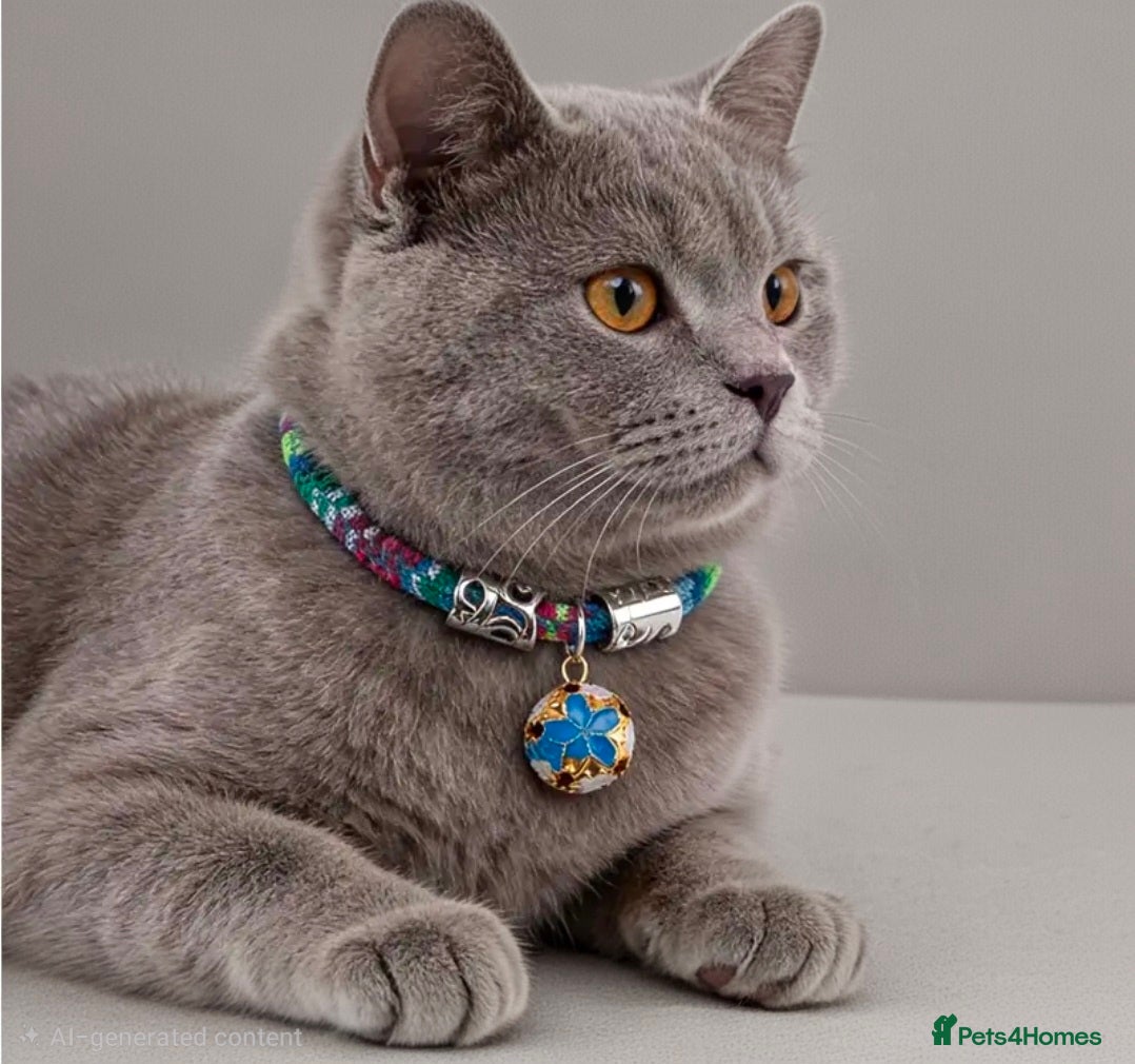 British Shorthair cats 14 months lovely british shorthair  - Advert 2