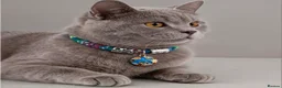 British Shorthair cats for sale: 14 months lovely british shorthair  in Manchester - Advert 1