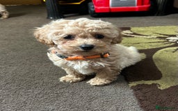 Poochon dogs for sale: Absolutely amazing Poochon Puppies - Image 22