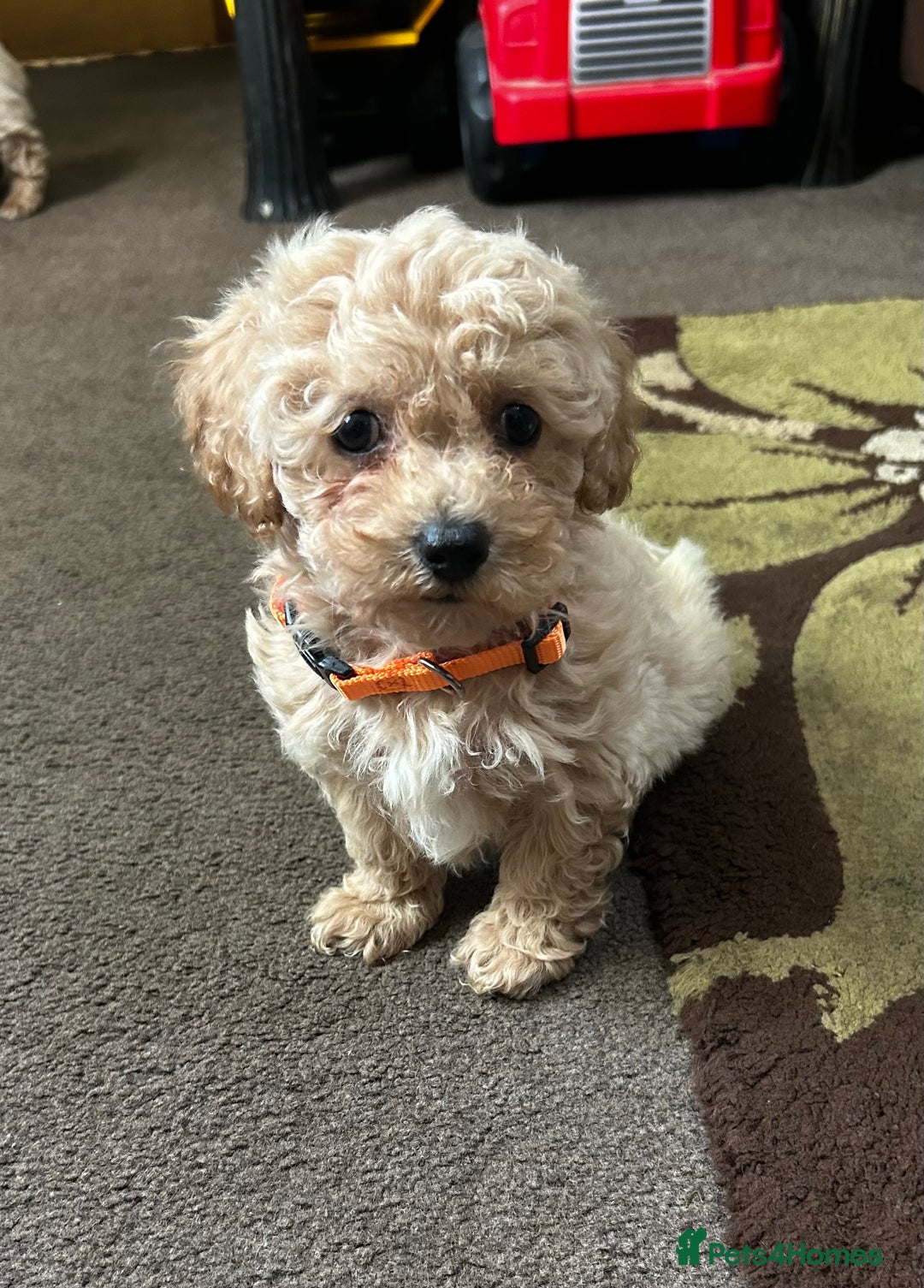 Poochon dogs for sale: Absolutely amazing Poochon Puppies - Image 22