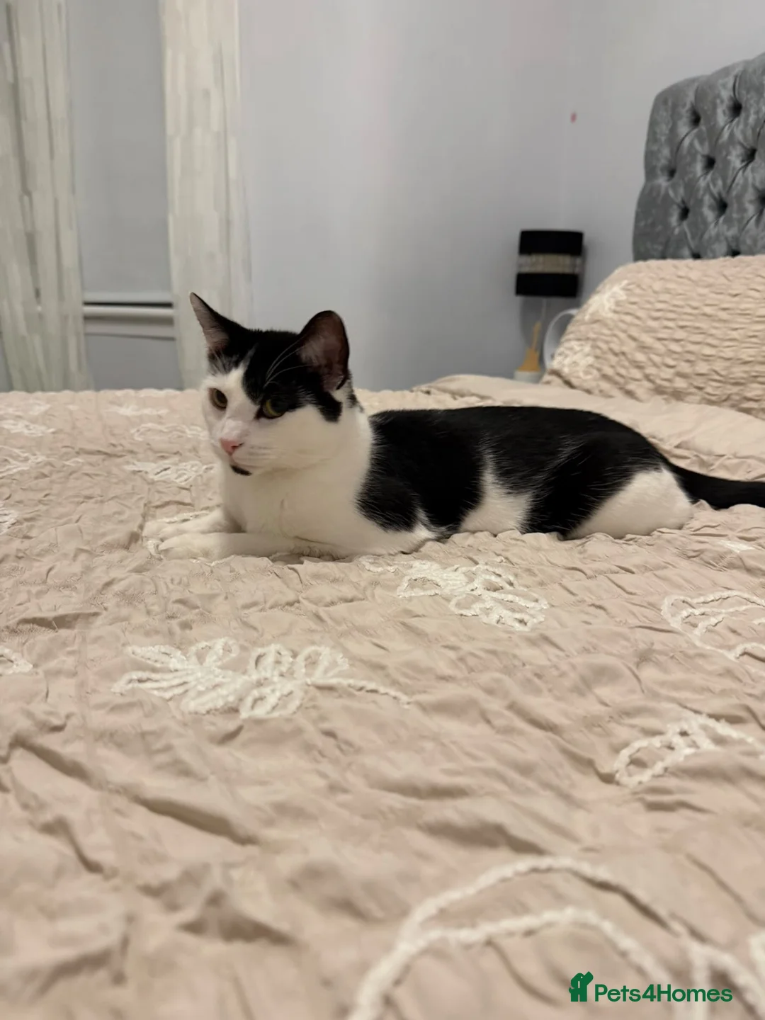 Mixed Breed cats for sale: Male cat. - Advert 2