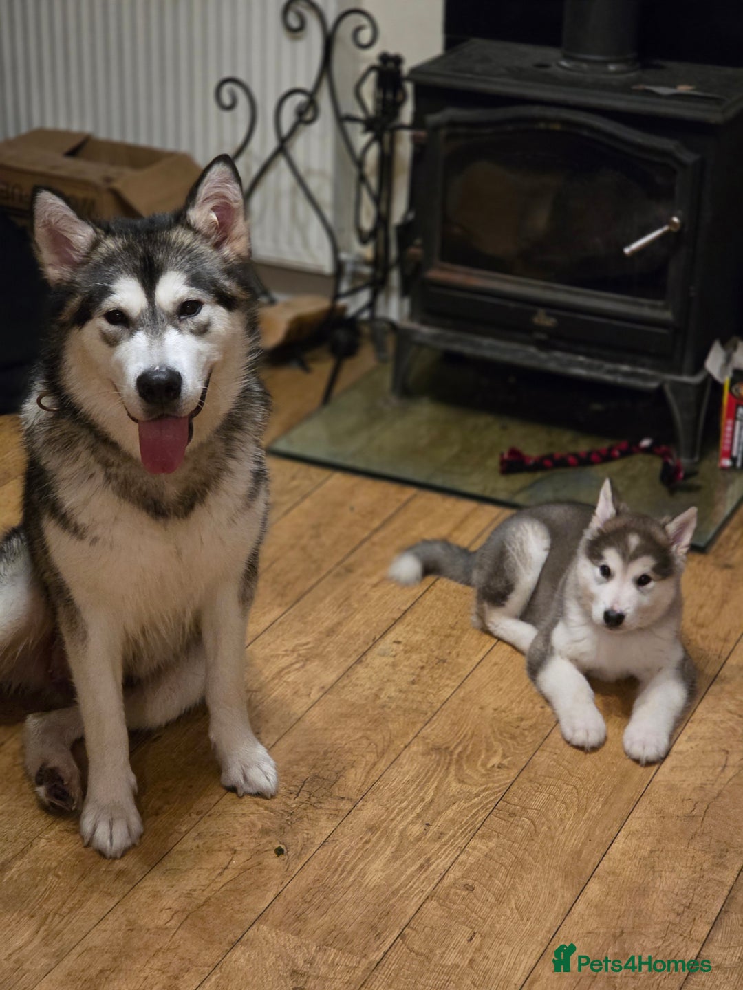 Alaskan Malamute dogs for sale: 9 week Old Alaskan Malamute Bitch - Advert 1