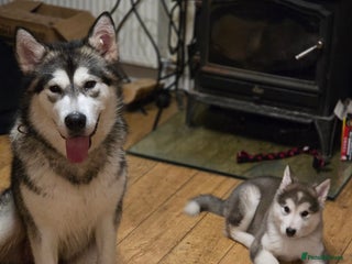 Alaskan Malamute dogs 9 week Old Alaskan Malamute Bitch - Advert 1