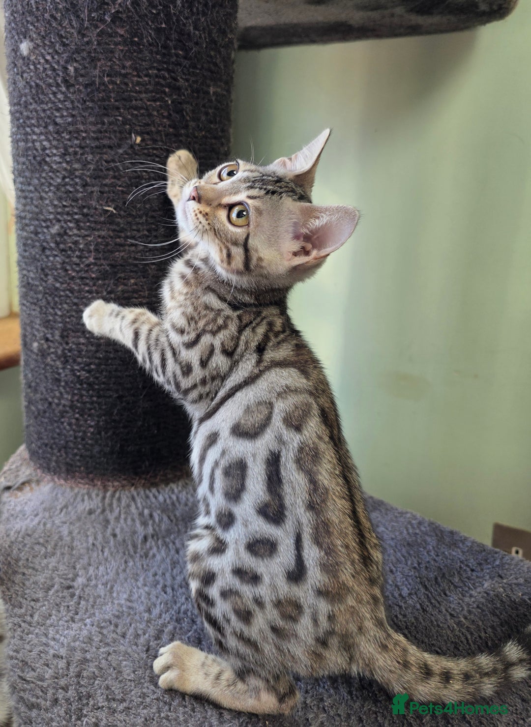 Bengal cats for sale:  Outstanding Quality Bengal kittens ready to leave - Image 30