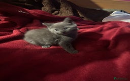 Mixed Breed cats for sale: 2 adorable 1/4 ragdoll kittens  - Image 15