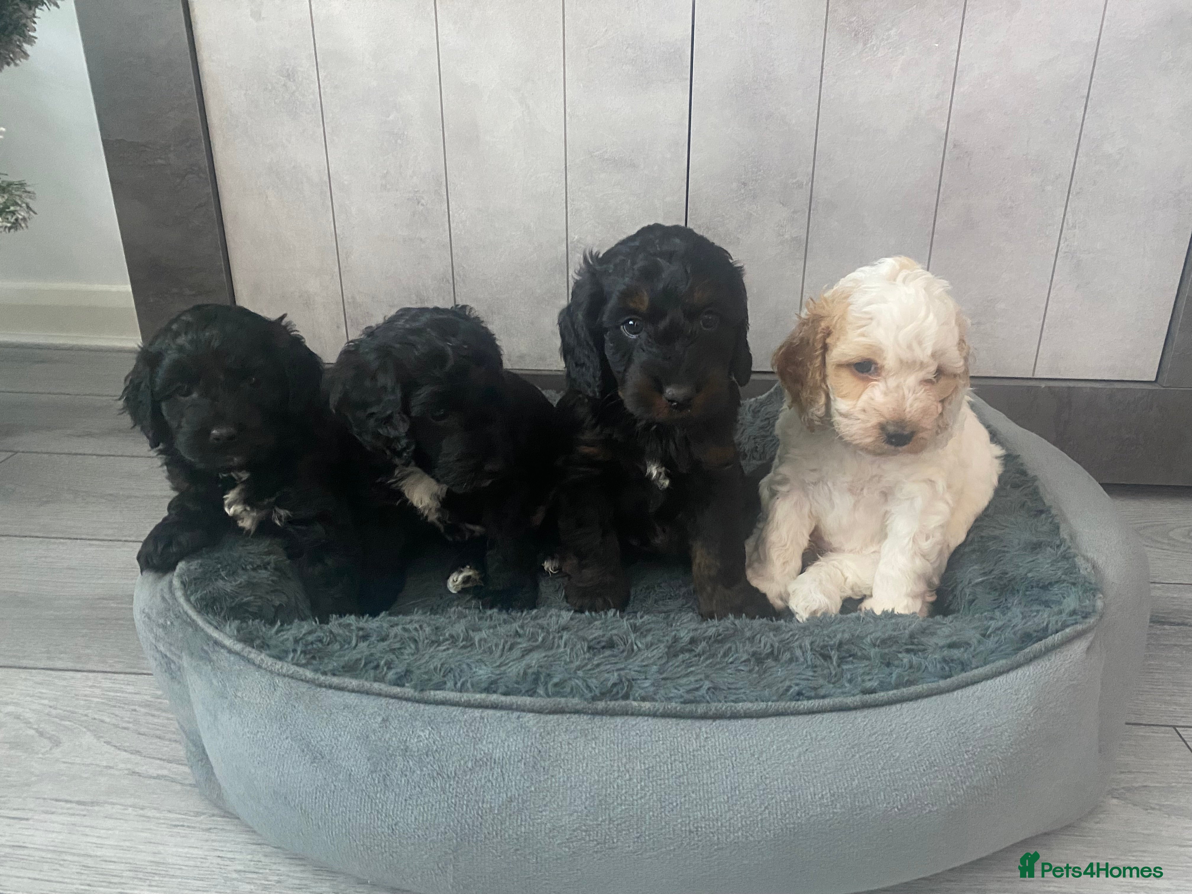 Cockapoo dogs Beautiful Cockapoo Puppies  - Advert 10