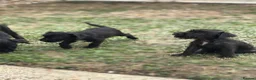 Patterdale Terrier dogs for sale: Patterdale terriers (1 BOY LEFT) - Advert 4