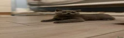 British Shorthair cats for sale: beautiful british short haired girl - Advert 2