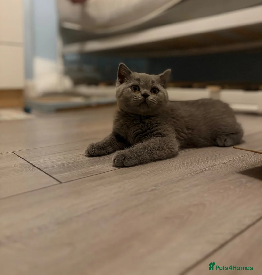 British Shorthair cats for sale: beautiful british short haired girl - Advert 2