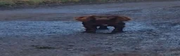 Cocker Spaniel dogs for sale: black female cocker  - Advert 4