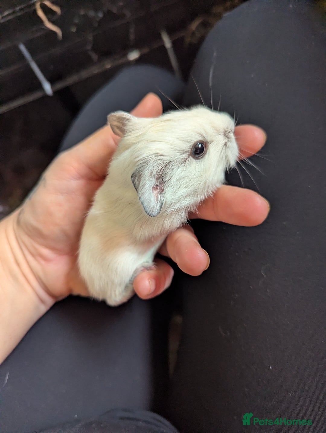 Guinea Pig rodents for sale: Baby guinea pigs  - Advert 3