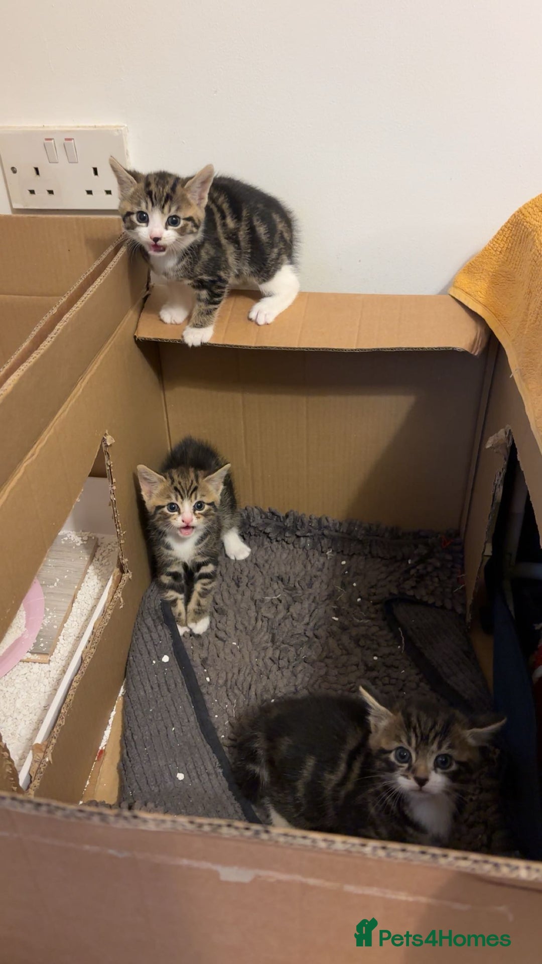 American Shorthair cats for sale: Kittens for Sale - Advert 14