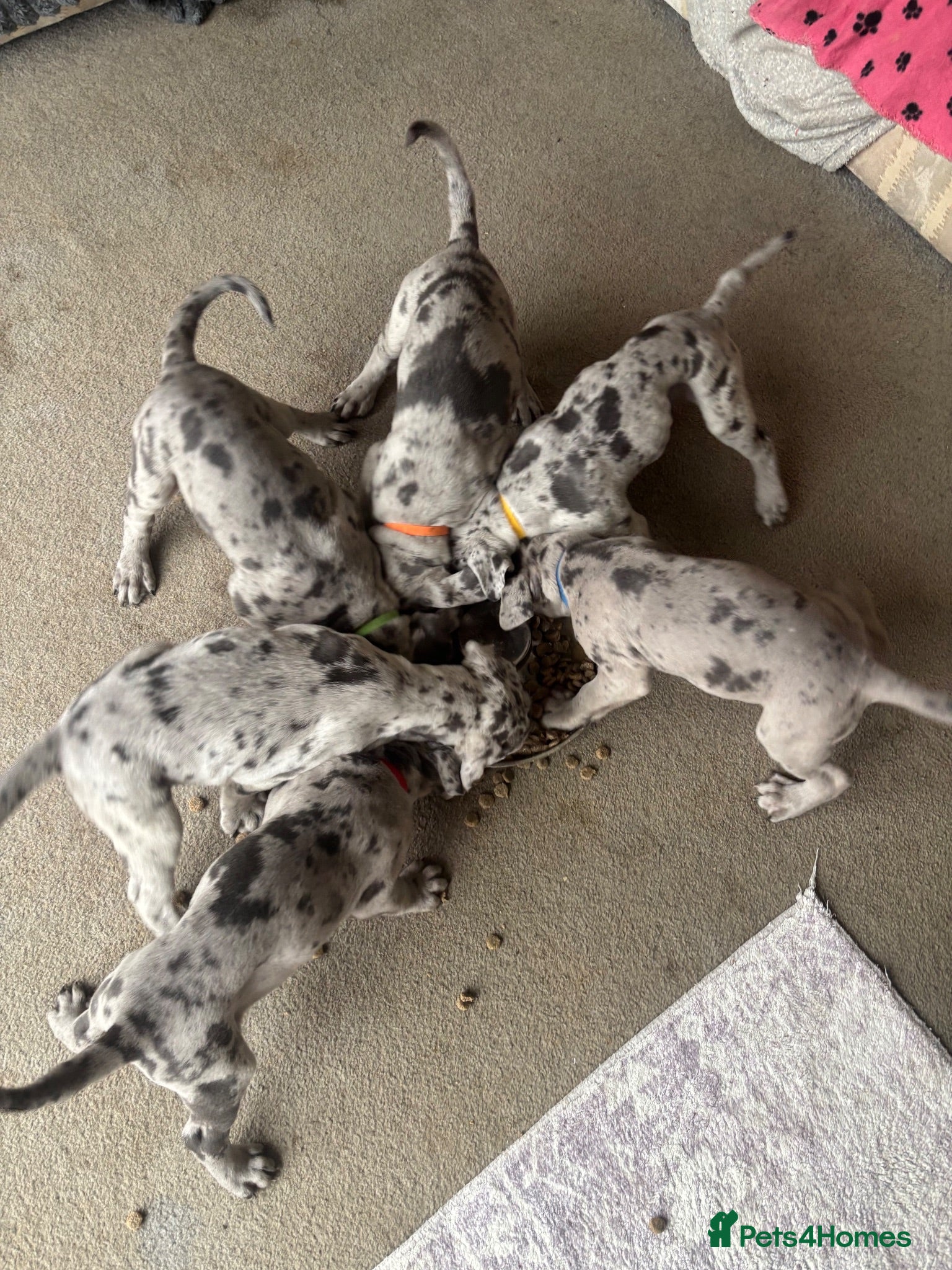 Cane Corso dogs CANE CORSO PUPS - READY TO GO - 4 LEFT - Advert 2