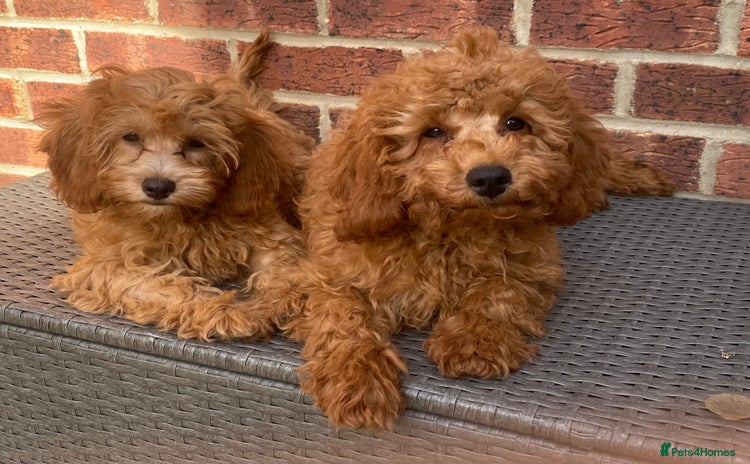 Maltipoo dogs - Advert 3